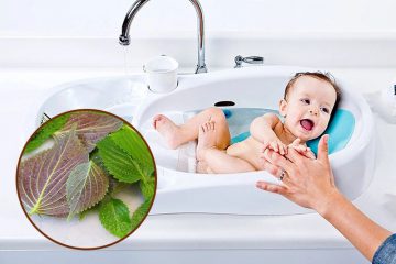 Tác dụng lá tía tô cho trẻ sơ sinh